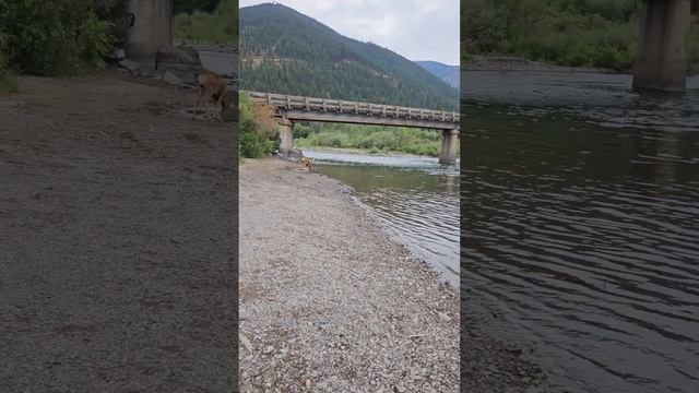 Third time today lol. Same Mule Deer смотреть онлайн