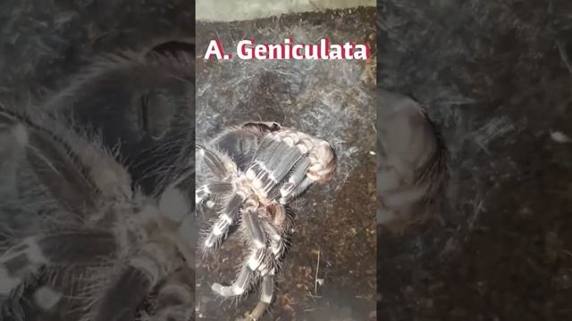 Acanthoscurria Geniculata timelapse molting (doing dubsteb)😂😂 смотреть онлайн