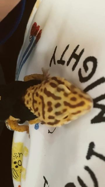 #cute #vibes with my #gecko #pets #funnymemes #shorts #short смотреть онлайн