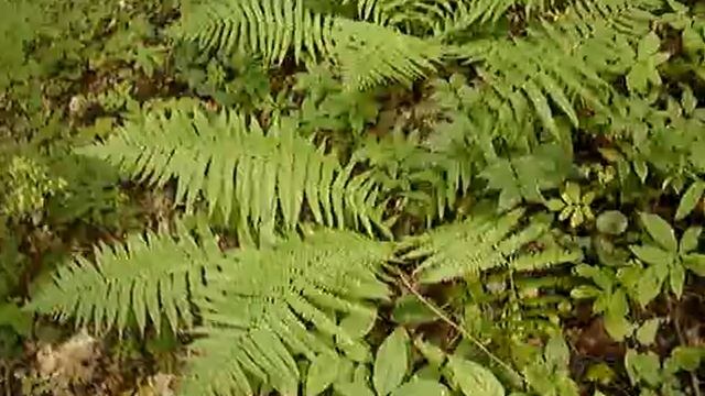 Папоротник. Лес (коротко)