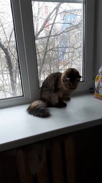 Полгода. Новая игрушка-бобер с кошачьей мятой внутри смотреть онлайн
