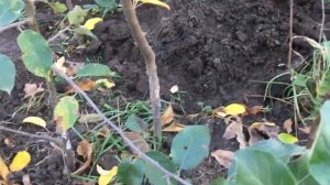 Саженец черешни Роял Хелен и подвои айвы (01.11.23)