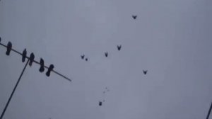 николаевские торцовые голуби иловайска