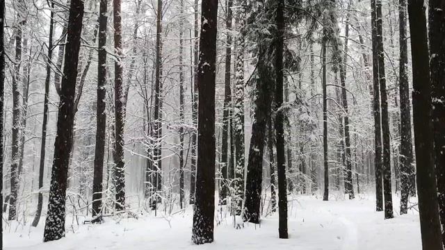 Снегопад Переделкино