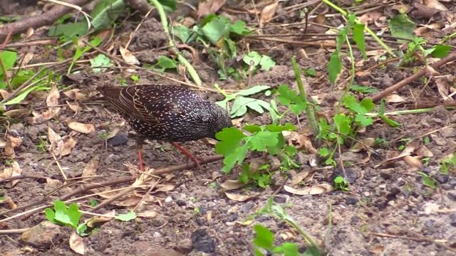 Скворцы в Днепре - 2 смотреть онлайн