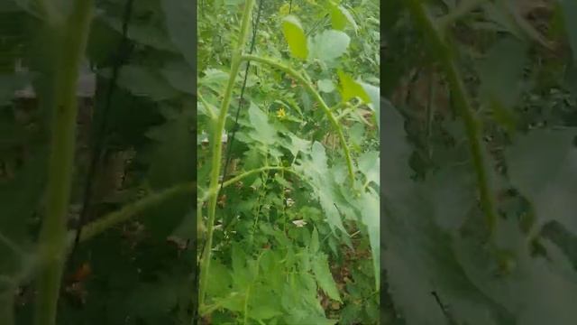 البندوره في البيوت البلاستيكية Tomatoes in greenhouses смотреть онлайн