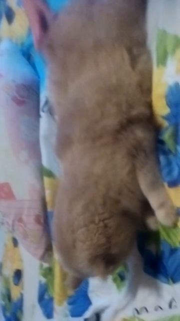 Реакция кота на чесание около хвоста. смотреть онлайн