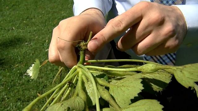 Harvesting Water Chestnuts