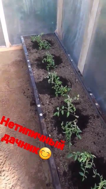 помидоры " бычье сердце" посадка в теплицы смотреть онлайн