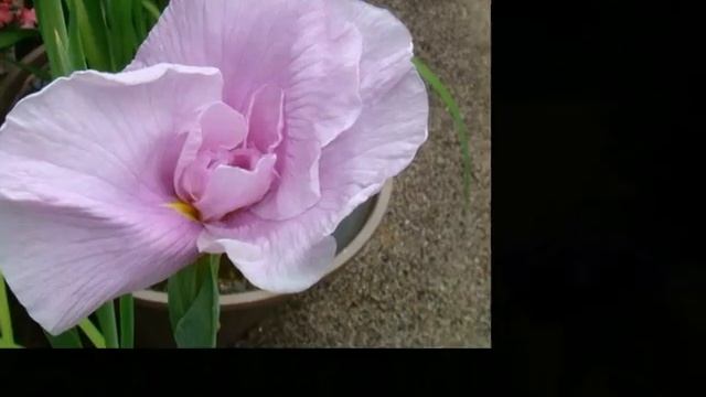私のH24 花菖蒲 Iris Ensata Var. Ensata .＆chopin.wmv