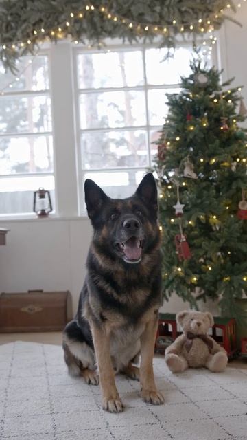 Happy dog | funny cats | funny dogs #Pets #Cat and Dog #Shorts смотреть онлайн
