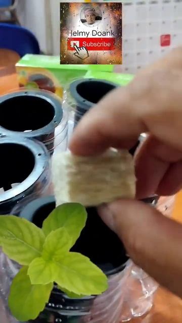 Daun Mint semai Fresh Cutting #daunmint #freshcutting #wicksystem #shortvideo #shalawatasyghil смотреть онлайн