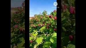 Малина Пшехиба-красавица нашего сада😍