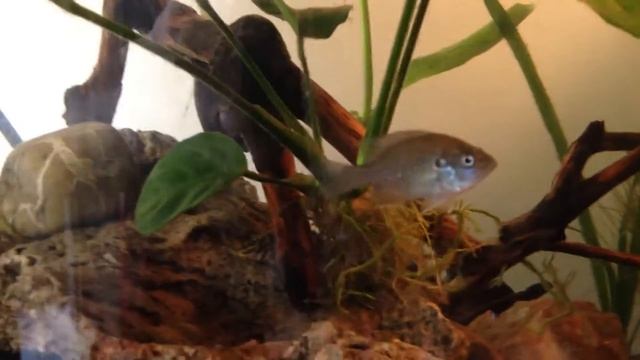 Bluegill Cichlid in Aquarium, how to, how not to. смотреть онлайн