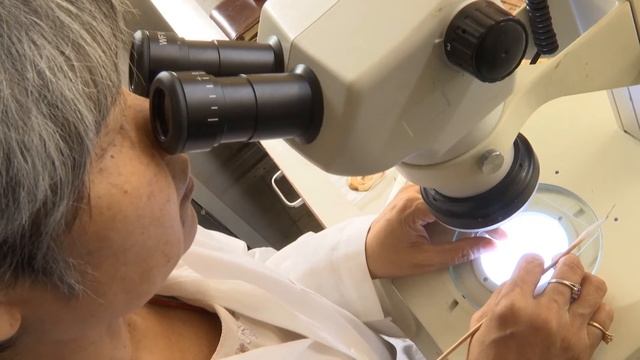 ประเภทงานวิจัยพื้นฐาน ระดับดีเด่น "อนุกรมวิธานไรสี่ขาวงศ์ Eriophyidae ของประเทศไทย" смотреть онлайн