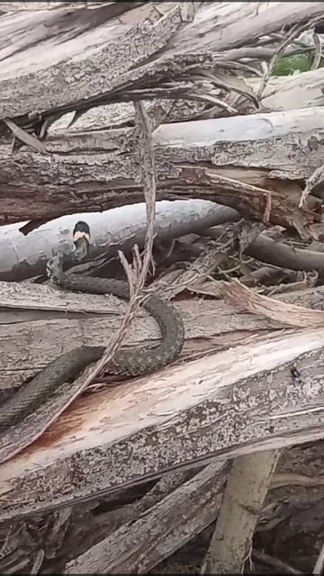 #змея смотреть онлайн