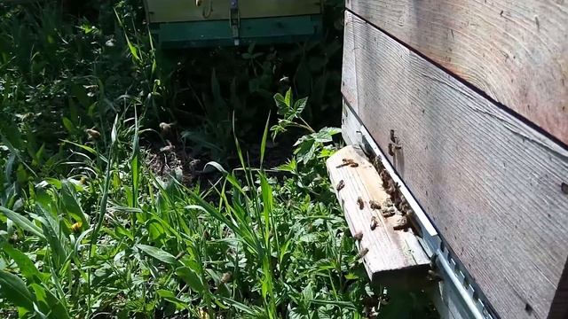 БАКФАСТ. Облёт молодой пчелы. смотреть онлайн