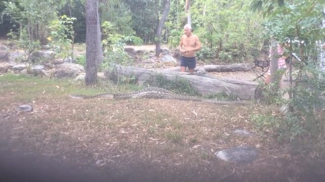 17ft Python leaving after eating a kangaroo in Cooktown Australia смотреть онлайн