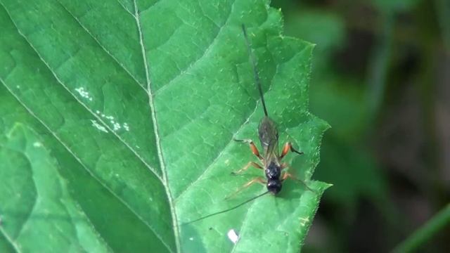Ichneumon (Ichneumonidae: Ephialtini) Female on Leaf смотреть онлайн