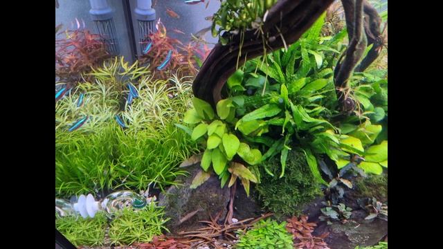 JMB Orion Aquarium Led Light REVIEW - Aquascaping - Aquariumplants смотреть онлайн