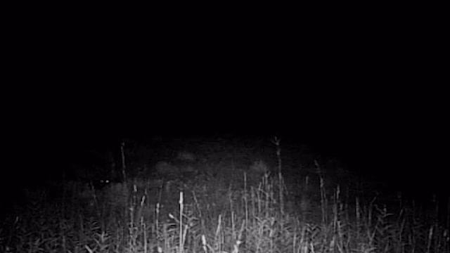 Whitetail Deer Attack! Aggressive Dominant Whitetail Doe Attacks and Charges Multiple Mature Bucks смотреть онлайн
