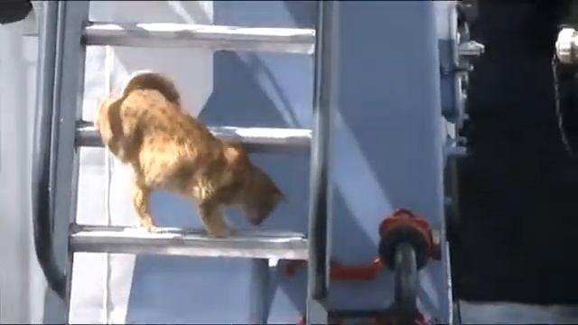 Кот матроскин. #еленагалкина