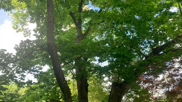 Chinese Chestnut: Description, Growing Conditions, Pests & More | Organic Plant Care LLC смотреть онлайн