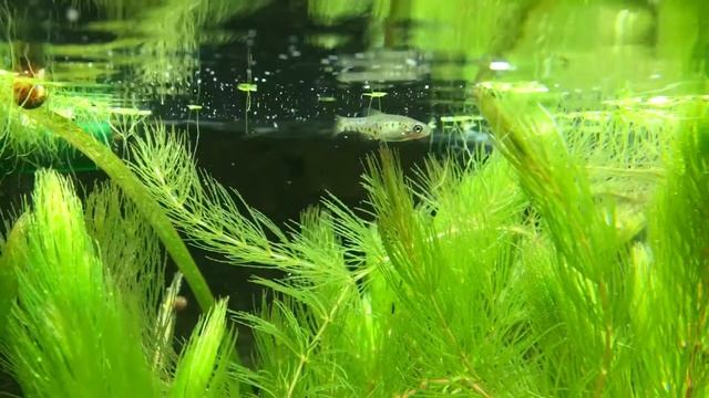 Ameca splendens fry