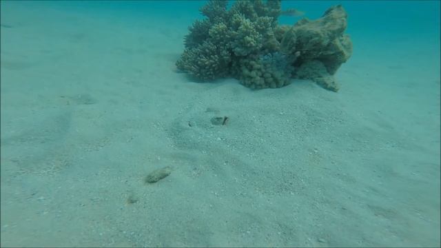 Hiding Masked Ray смотреть онлайн