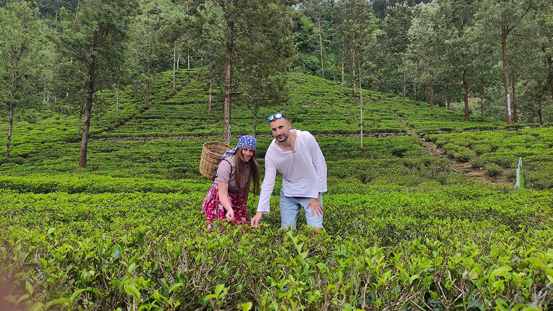 ШРИ-ЛАНКА ДВУХДНЕВНАЯ ЭКСКУРСИЯ ЧАЙНАЯ ПЛАНТАЦИЯ И ФАБРИКА смотреть онлайн