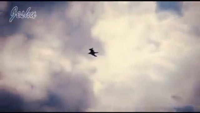 Juan Salvador "Gaviota". Richard BachExcelente смотреть онлайн