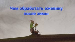 Как обработать ежевику весной