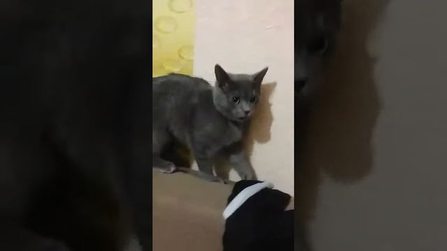 Алеша и Тимоша смотреть онлайн