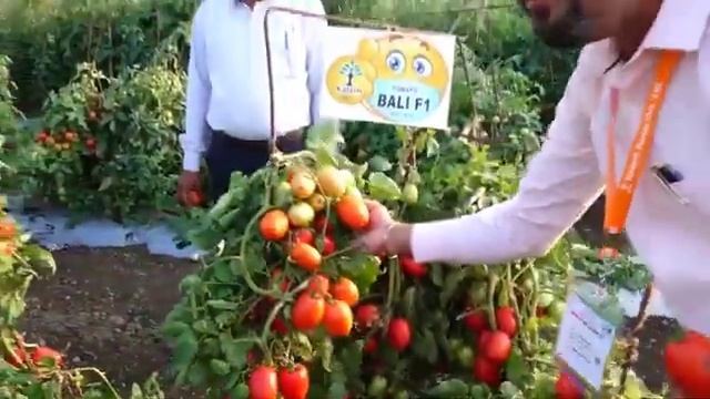 Kalash Seeds Hybrid Tomato Bali