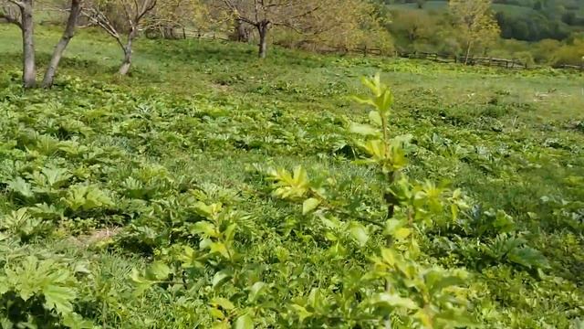 Крапиву можно есть смотреть онлайн