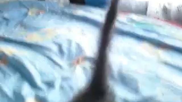 Котенок играет смотреть онлайн