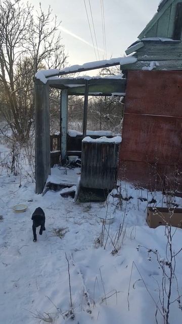 нашли щенка на заброшенной даче 🐕🏡, забрали с собой. #собака #собакадругчеловека #щенок