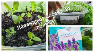 Лаванда из семян, как посеять что бы семена проросли, а если проросли что бы не пропали!
