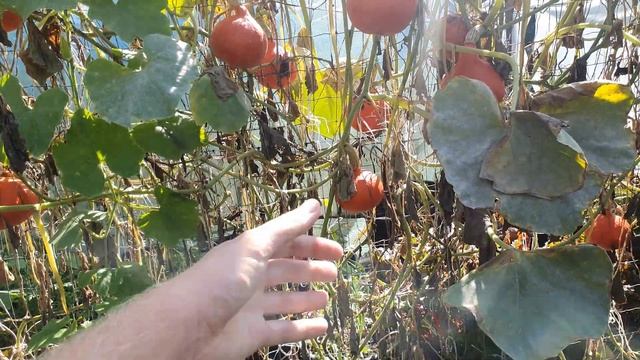 Wielkie Zbiory Melona i KONIEC Uprawy Melonów po Płocie | Kiedy Melon jest Dojrzały смотреть онлайн