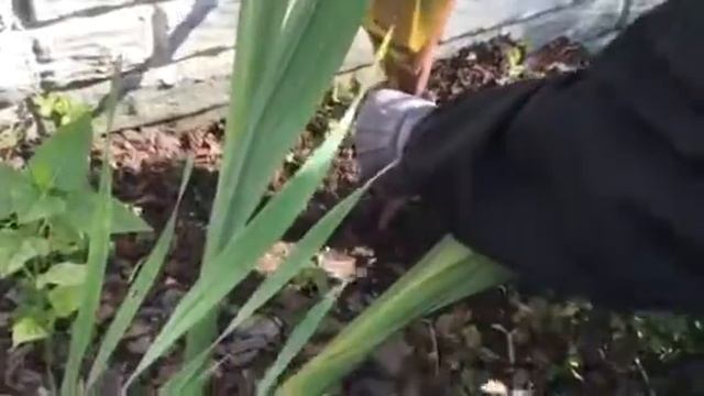 How to Transplant a Tropical Canna! Episode 4 смотреть онлайн