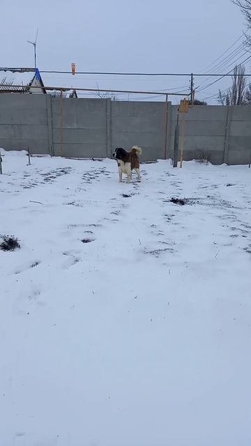 Питомник московских сторожевых Симферополь Крым смотреть онлайн