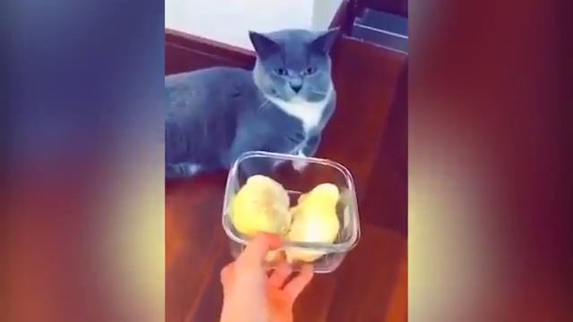 приколы с котами 2018 года смотреть онлайн