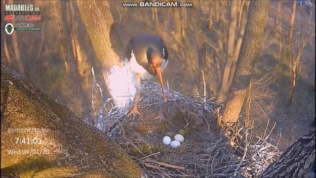 Gemenc bociany czarne 01 04 2020 Obcy bocian ląduje w gnieździe смотреть онлайн