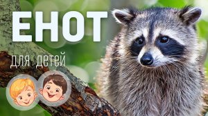 Енот. Видео про животных для детей 3+