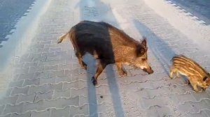 Прикольные кабаны, смотреть всем!!!!