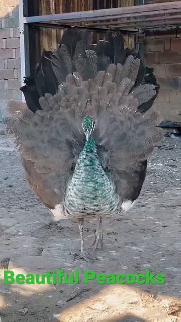 Beautiful Peacocks Splash Tail смотреть онлайн