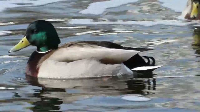 Красивый селезень весной, Beautiful drake in the spring смотреть онлайн
