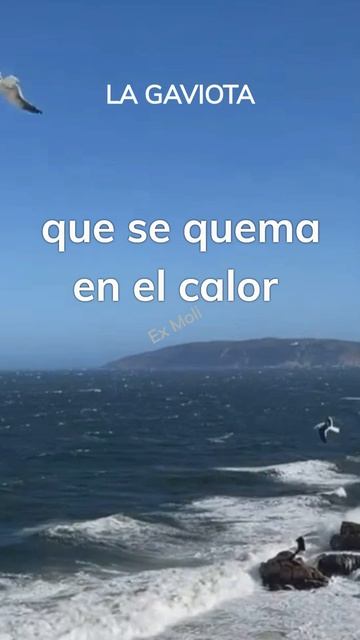 LA GAVIOTA | POEMA DE EX MOLINA #poema #shorts #risa #amor смотреть онлайн