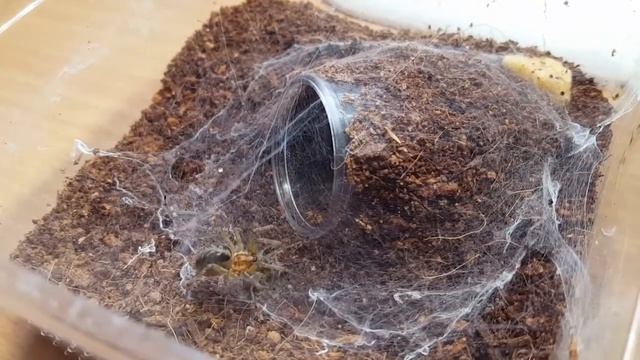 Agelena labyrinthica eats Cheiracanthium punctorium / Labyrinthspinne frisst Dornfingerspinne смотреть онлайн