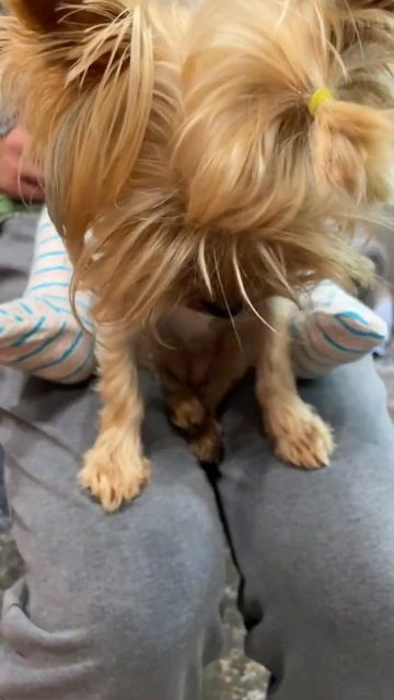 #shorts dogs video смотреть онлайн